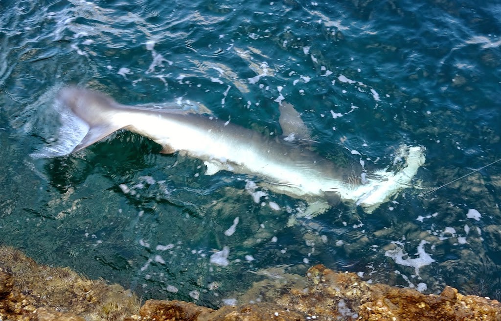 My Marlin Off The Rocks - Busted Fishing