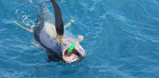 GT Ice Cream 1.5oz Needle Nose Chrome Series Lures - Image 5