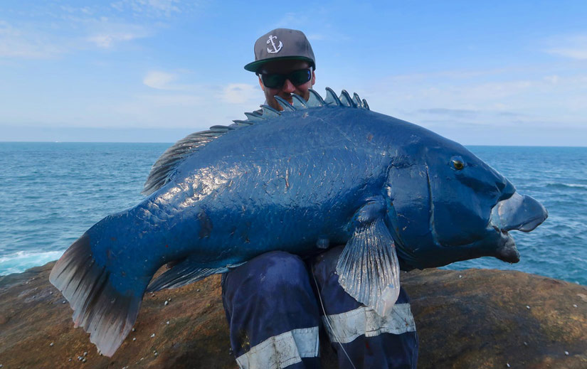 Blue Groper Caught Using Abrasion Resistant Braid